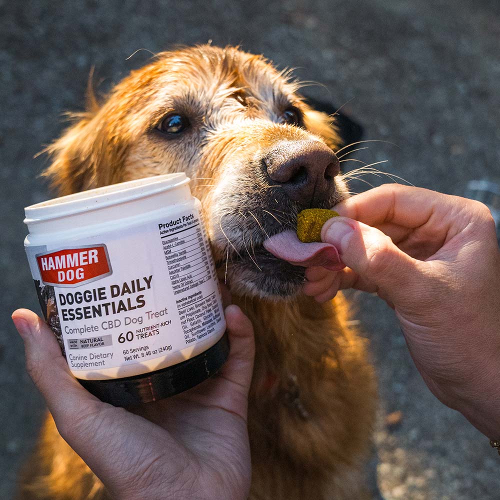 Doggie Daily Essentials - Image 4